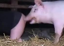 Drunk old man lets pig hurt his ass jpg x Man fucking pig