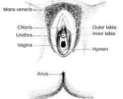 Hymen vagina|The structure of the vulva. The structure of the clitoris. Female genital  organs. Hymen. Infographics. Vector illustration on isolated background.の素材  [FY310136322996] | ストックフォトの Qlean Market（キュリンマーケット）