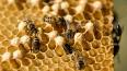 El papel crucial de las abejas en nuestro ecosistema ile ilgili video