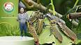 El curioso mundo de la Entomología ile ilgili video