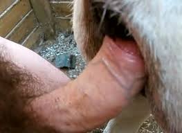 Great zoo porn where a guy fucks dog jpg x Guy fucks animal