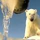 Polar bears will struggle to survive if climate change continues, says report 