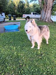 siberian mouses  fuck|This one peer constantly leaves and joines the swarm with 100%, anything I  can do? : r/qBittorrent