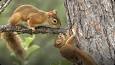 The Fascinating World of Squirrels ile ilgili video