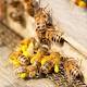 Pandemic Decimating Bee Populations Worldwide Is Man-Made And Driven By European Honeybees 