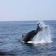 US Court Rules Navy Sonar Used In 70 Percent Of World's Oceans Hurts Whales 