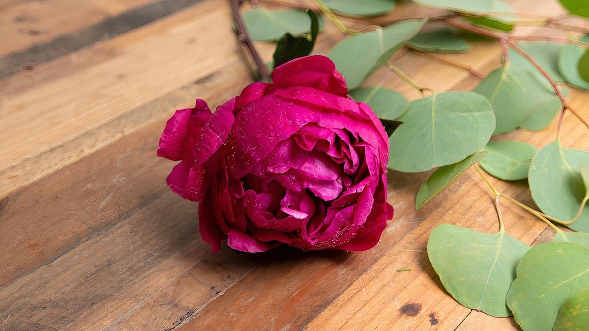 Flower Outlet & Gifts by null