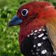 How birds turn red 