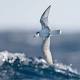 Why seabirds find plastic debris so yummy 