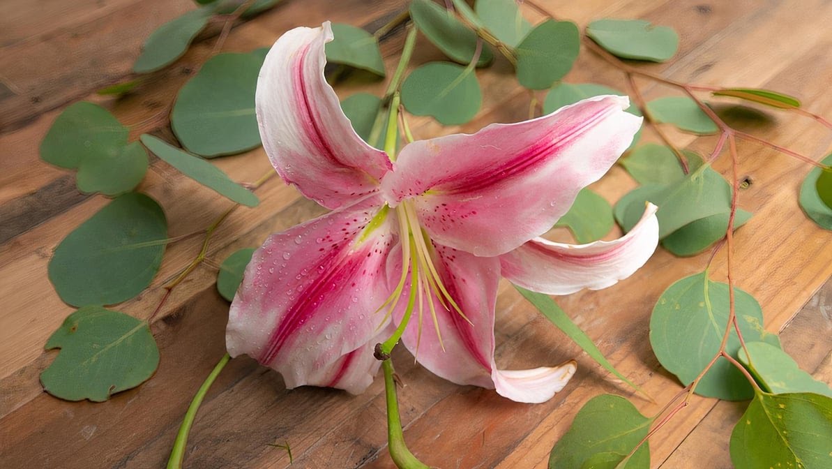 Flower Outlet & Gifts by null
