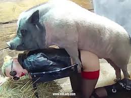 New porn site farm pigs jpg x Pig fuck