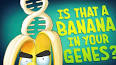 The Secret History of the Banana ile ilgili video