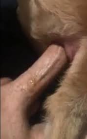 Af fbeastgay gay zoo porn petlust men fuck animals jpg x Guy fucks animal