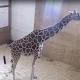 April the giraffe NEWS UPDATES: Live stream and latest as pregnant giraffe gives birth 