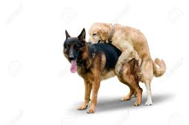 女と犬の交尾|獣姦】チワワの散歩させてるオフのキャバ嬢を拉致って大型犬と交尾させるの巻 - アクロバティックサラサラ - Ci-en（シエン）