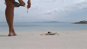 naturist|Viva Tourismo Resort (naturist club), Paradisi (updated prices 2025)