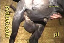 Man fucking goat porn videos jpg x Man fucking goat