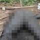 Mayat tanpa kepala bersabuk lambang TNI AD ditemukan di Kebun ... - merdeka.com