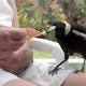 Magpie cull in Canberra's north prompted by food-related attacks, ACT rangers say 