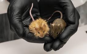 siberian mouse early|Mother of Uvalde school shooting victim files lawsuit