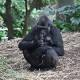 Hearts melt for Melbourne's baby gorilla 'girl' 