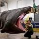 Rare basking shark with a head for science becomes model specimen 
