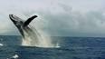 Les baleines bleues : Les plus grands animaux de la planète ile ilgili video