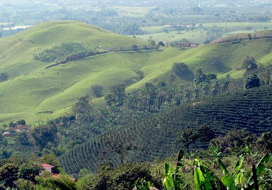 Willoughby's Coffee & Tea by null