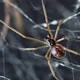 Spider Silk Could Improve Hearing Aid Microphones 