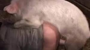 Old pigs pig in hairy pussy faphouse jpg x Xxx pig