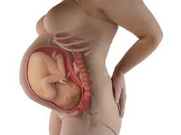 fat granny girdle|Shapewear is booming, and body image experts are worried: 'It's really  dangerous' | The Independent