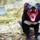 In study of Tasmanian devils with bizarre cancer, WSU scientists find reason for hope 