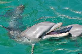 Dolphin Names: Signature Whistles Suggest.