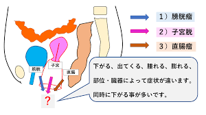 子宮脱|犬の腟脱｜東京都町田市の二次診療動物病院 オールハート動物リファーラルセンター