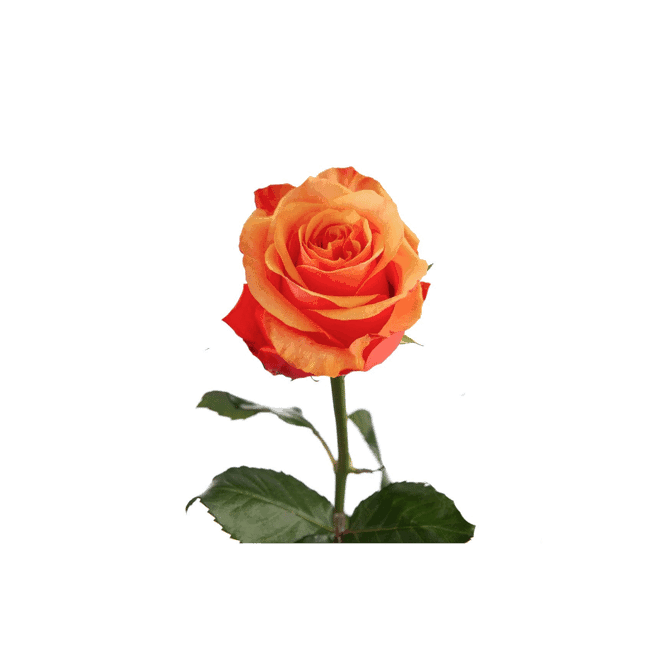 Floral & Fruit Paradise by null