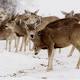 Colorado To Kill Some Mountain Lions, Bears To Boost Mule Deer Numbers 