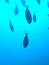 The Enigmatic World of Deep Sea Fishing ile ilgili video