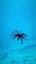 The Intriguing World of Sea Urchins ile ilgili video