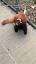 O Fascinante Mundo dos Pandas Vermelhos ile ilgili video