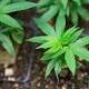 Los Angeles releases draft marijuana business regulations 