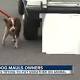 Dog attacks Tampa family trying to dress it in sweater, 3 hurt 