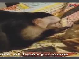 Huge monkey is fucking hot brunette in rough porn jpg x Monkey fucks