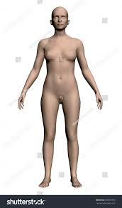 解剖 裸 女|裸の女性の性器の解剖学 3Dモデル $7 - .obj - Free3D