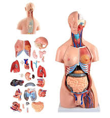 人体解剖|人体解剖学チャート(ポスターサイズ) ポスターサイズ・ラミネート版 11-2230-0001 骨格M アプライ  ラミネートバン｜マツヨシ【松吉医科器械】医療・介護用品の総合サイト