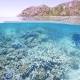 Barrier Reef coral bleaching threat level increased 