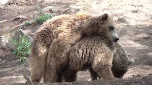 Bear sex jpg x Bear sex