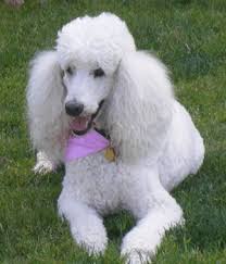 poodle