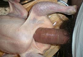 Man fucking chicken outdoors zoo xvideos jpg x Fucking chicken