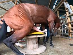 Teen sex with horse extreme porn video luxuretv jpg x Girl has sex with horse