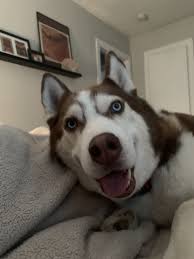 siberian mouses boy and girls|Model' reveals glamour's dark side – Boston Herald